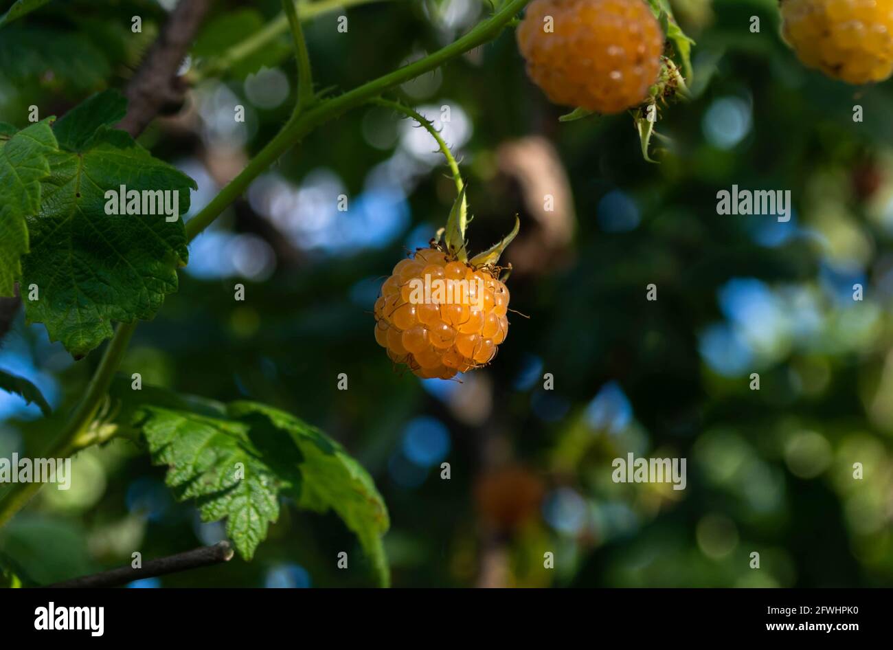 Yellow Rasperries Yellow ripe raspberries on a bush in the forest. Natural summer ...