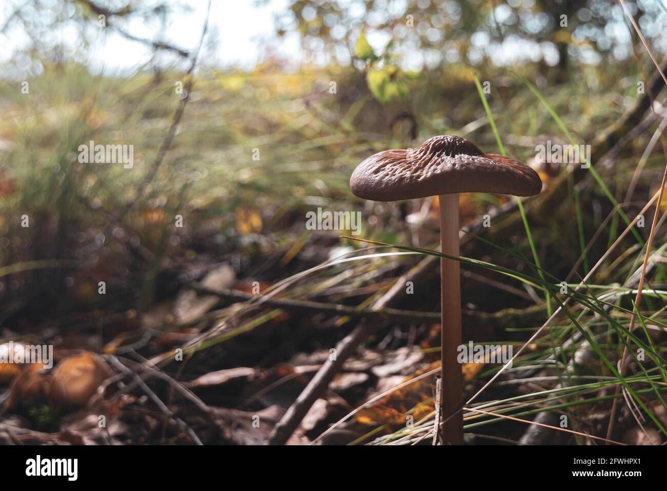 Cortinarius armillatus, forest non-edible mushrooms. Stock Photo