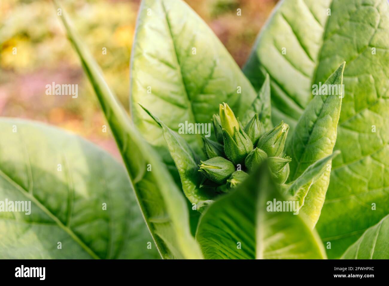 Opening green buds of tobacco flowers among young leaves Stock Photo