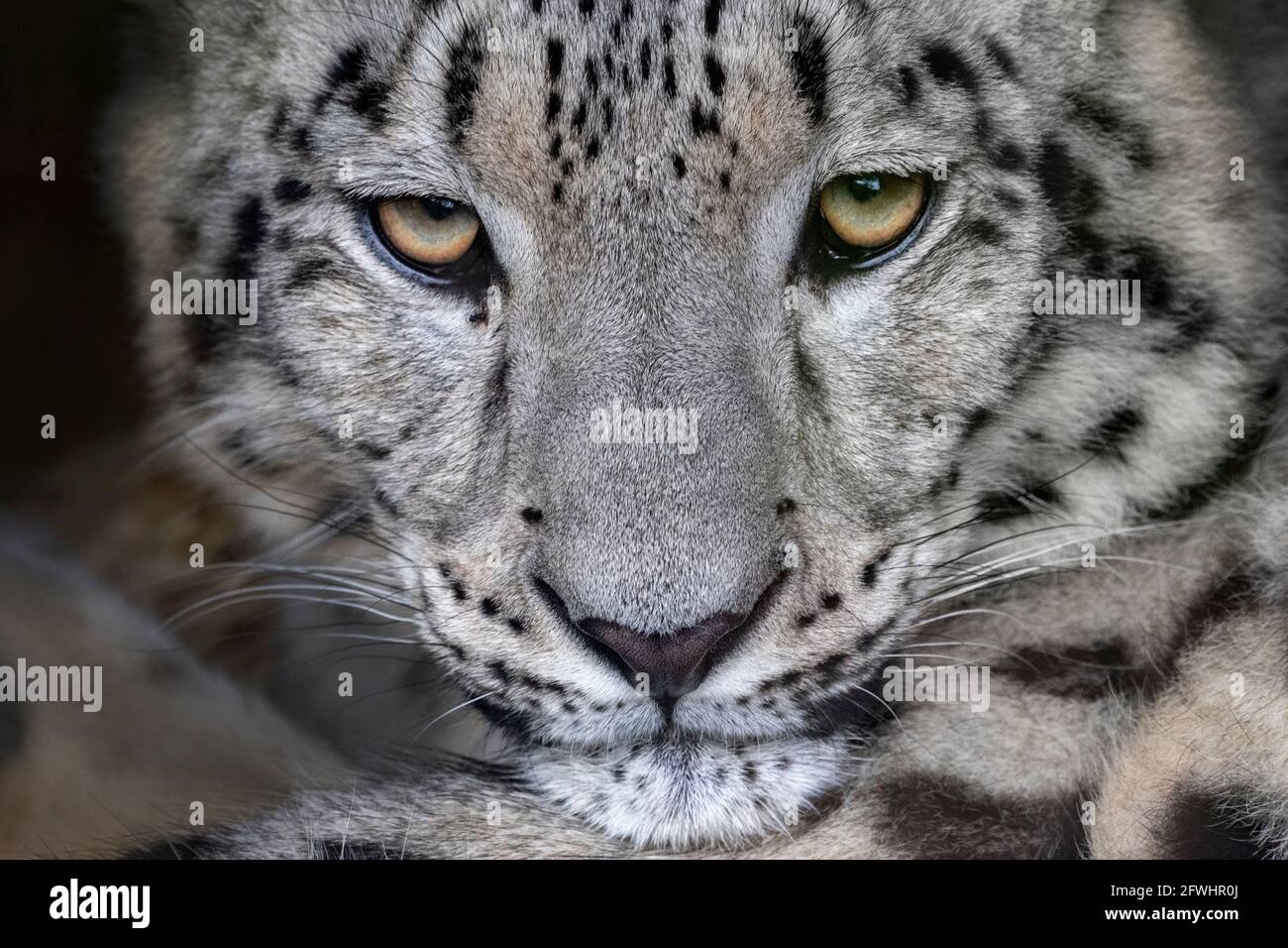 Male snow leopard cub gazing into camera Stock Photo