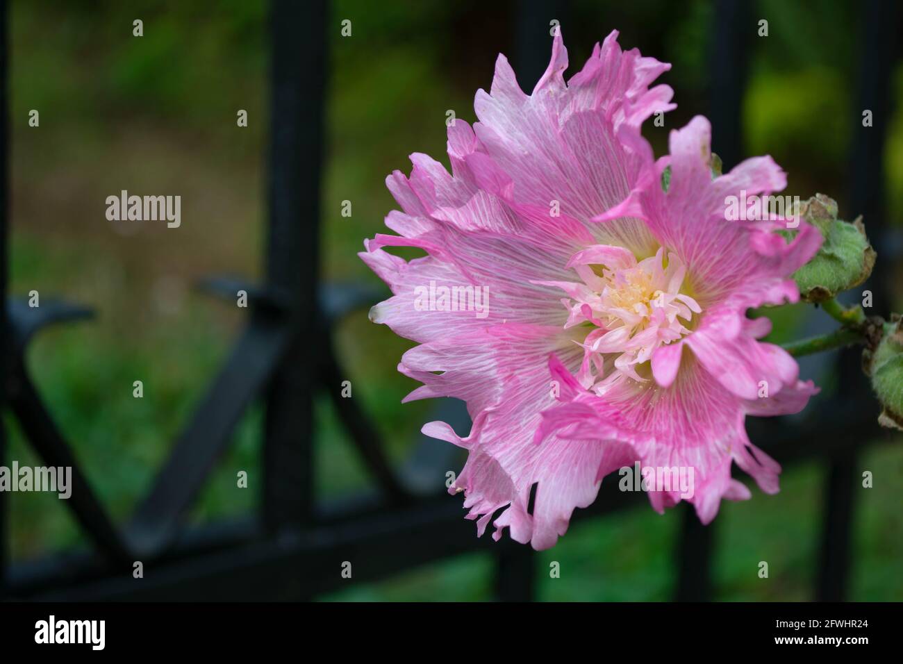 Pink mallow flower against the background of a blurred dark hedge in the garden Stock Photo