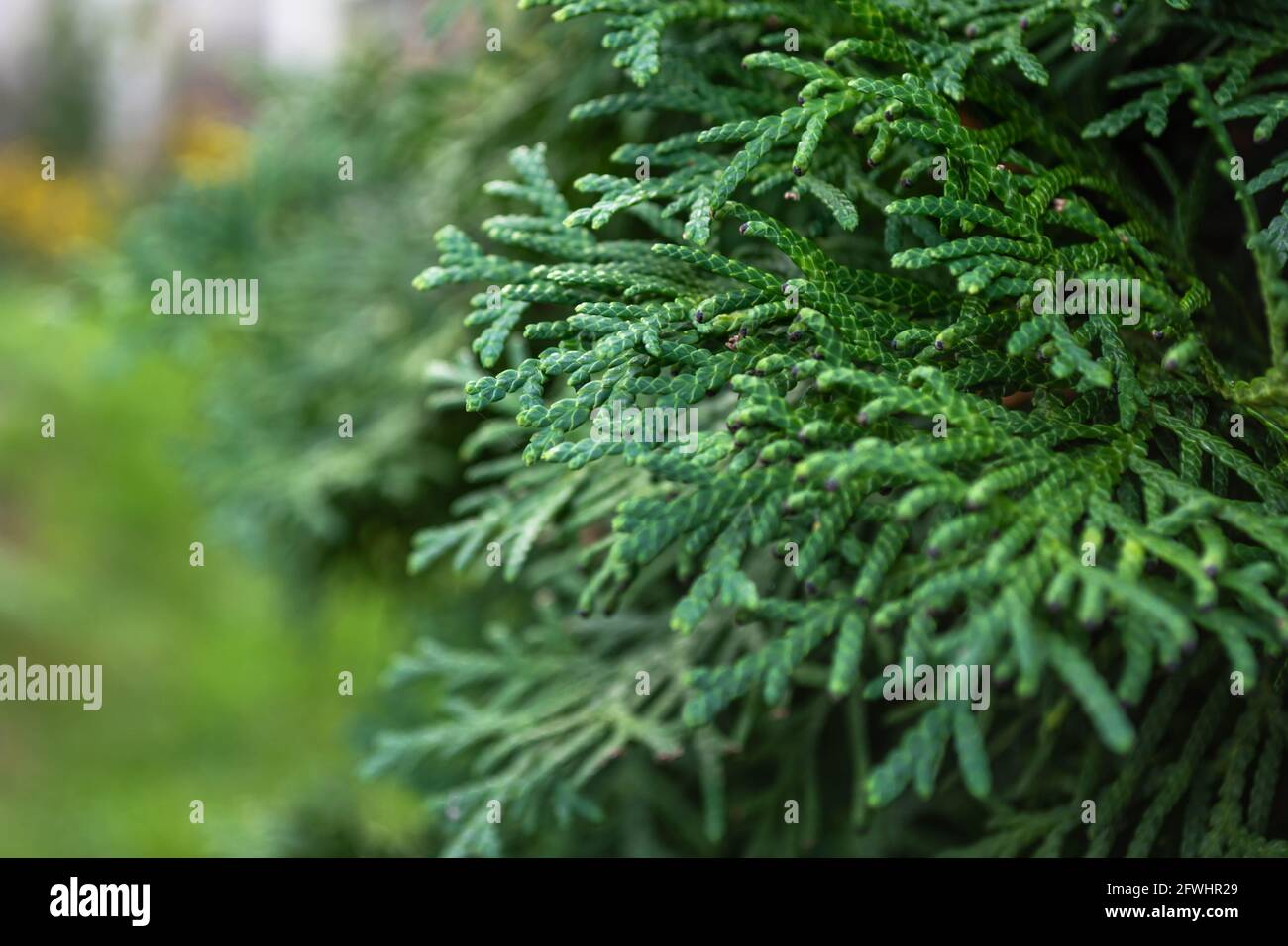 thuja leaves green giant in the park Stock Photo