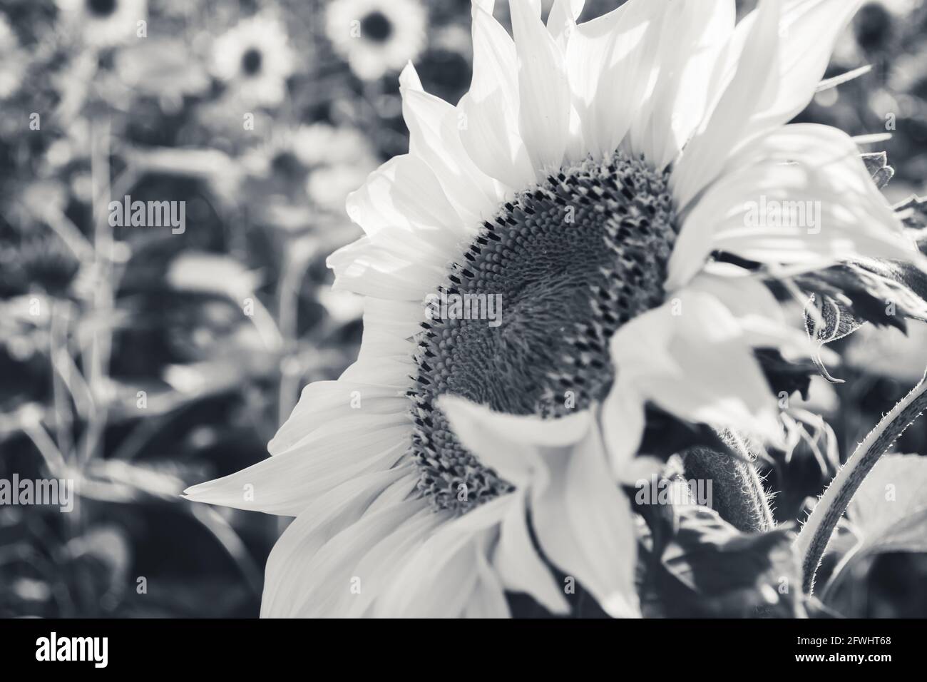 Beautiful sunflower flower in black and white colors. Selectively focused and photographed in a summer field. Stock Photo