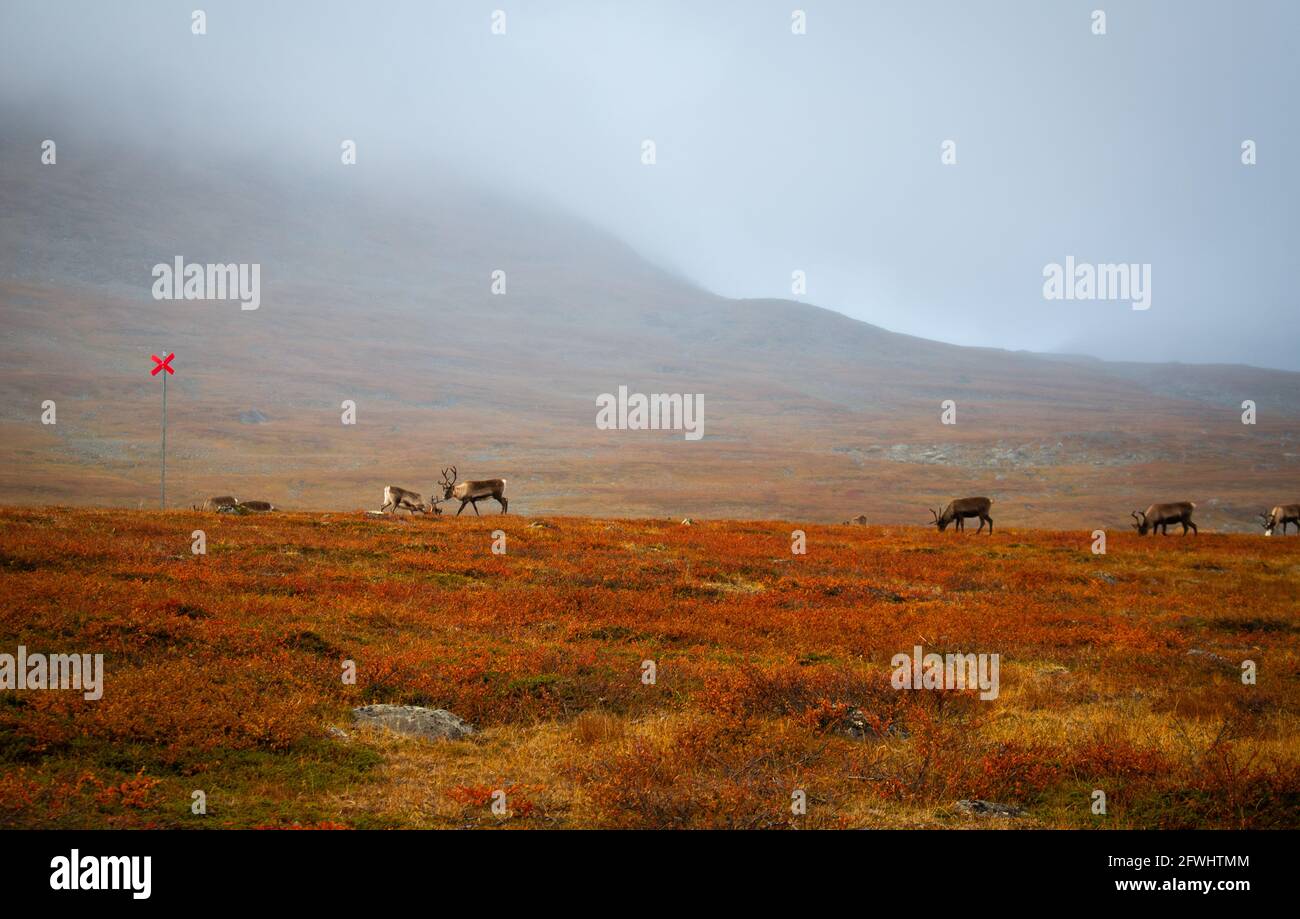 Reindeers met between Alesjaure and Tjaktja huts while hiking Kungsleden trail, early autumn, Swedish Lapland. A red sign marks the trail. Stock Photo