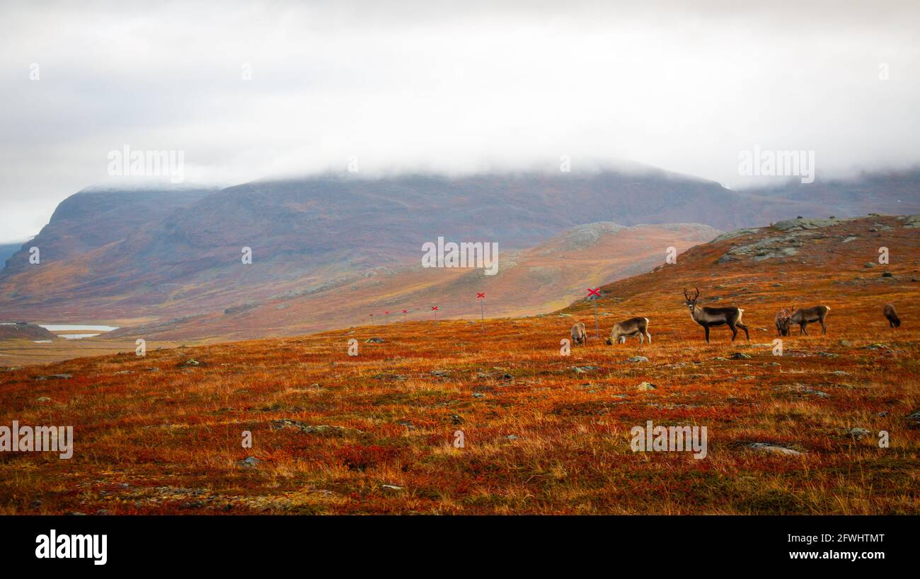 Reindeers met between Alesjaure and Tjaktja huts while hiking Kungsleden trail, early autumn, Swedish Lapland. Stock Photo
