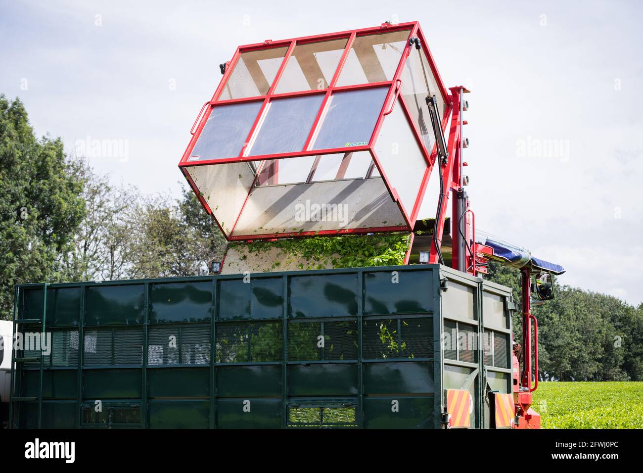 Tea Leave Farm Estate Plantation Plucking Machine At The James Finlay