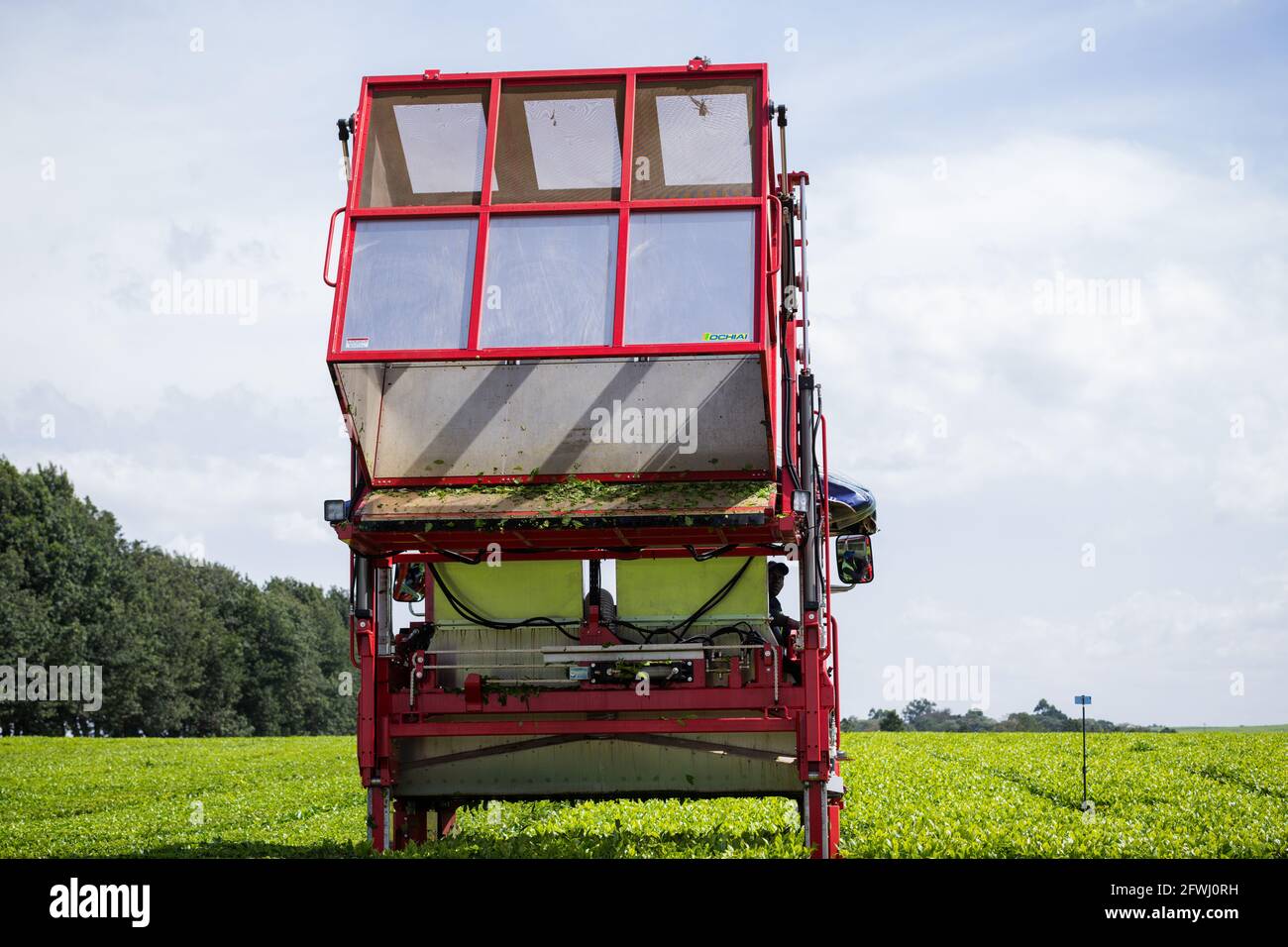 Tea Leave Farm Estate Plantation Plucking Machine At The James Finlay