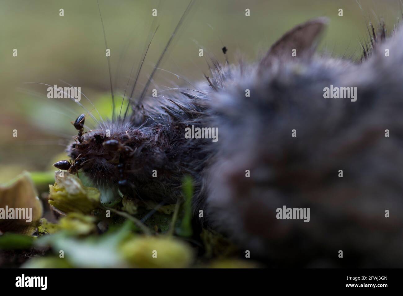 insects eating dead animal. Dead mouse being consumed by