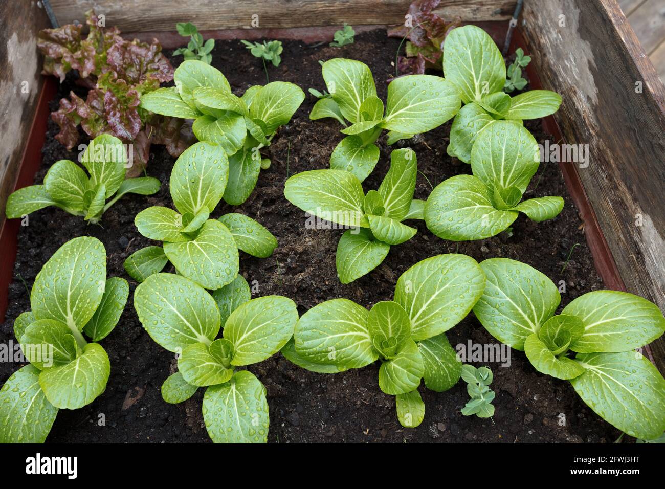 'Summer Breeze F1' Chinese white cabbage, Pak Choi (Brassica rapa var chinensis) Stock Photo