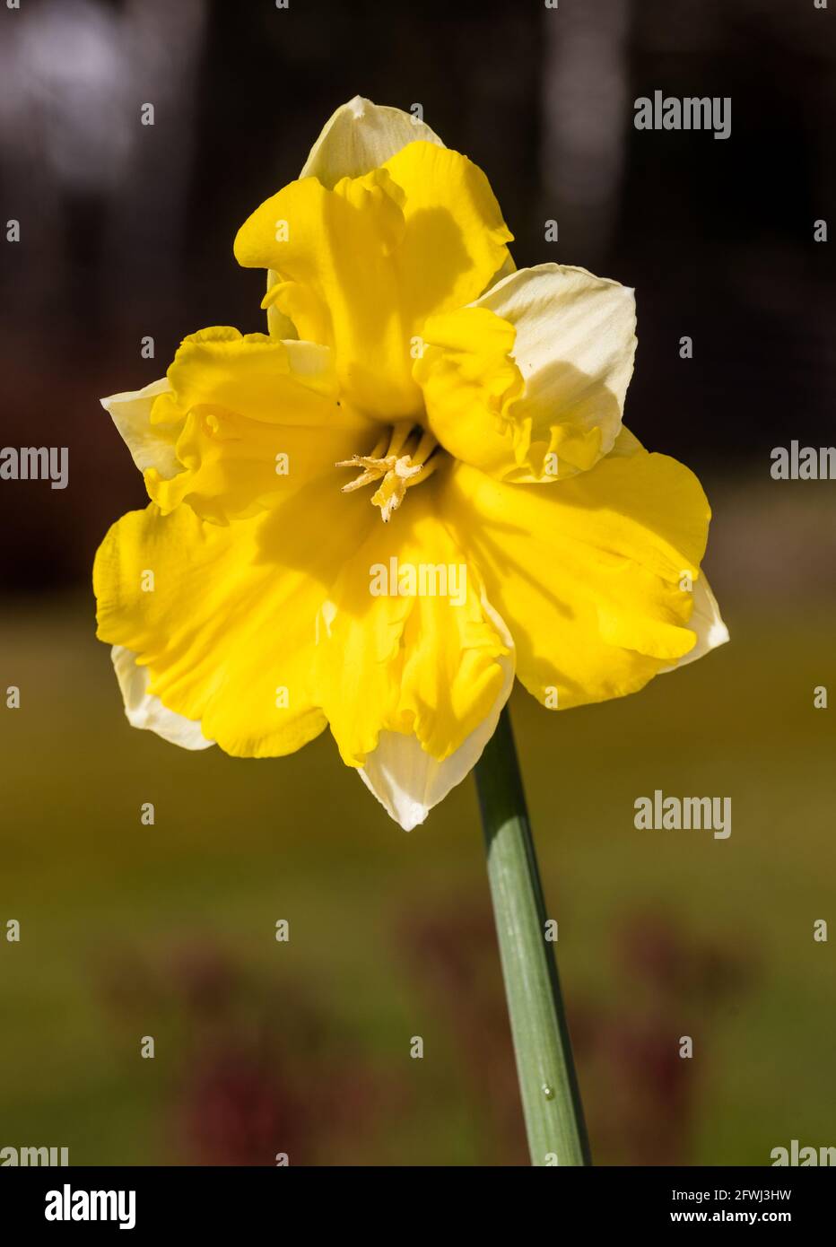 'Banana Daiquiri' Daffodil, Påsklilja (Narcissus pseudonarcissus Stock
