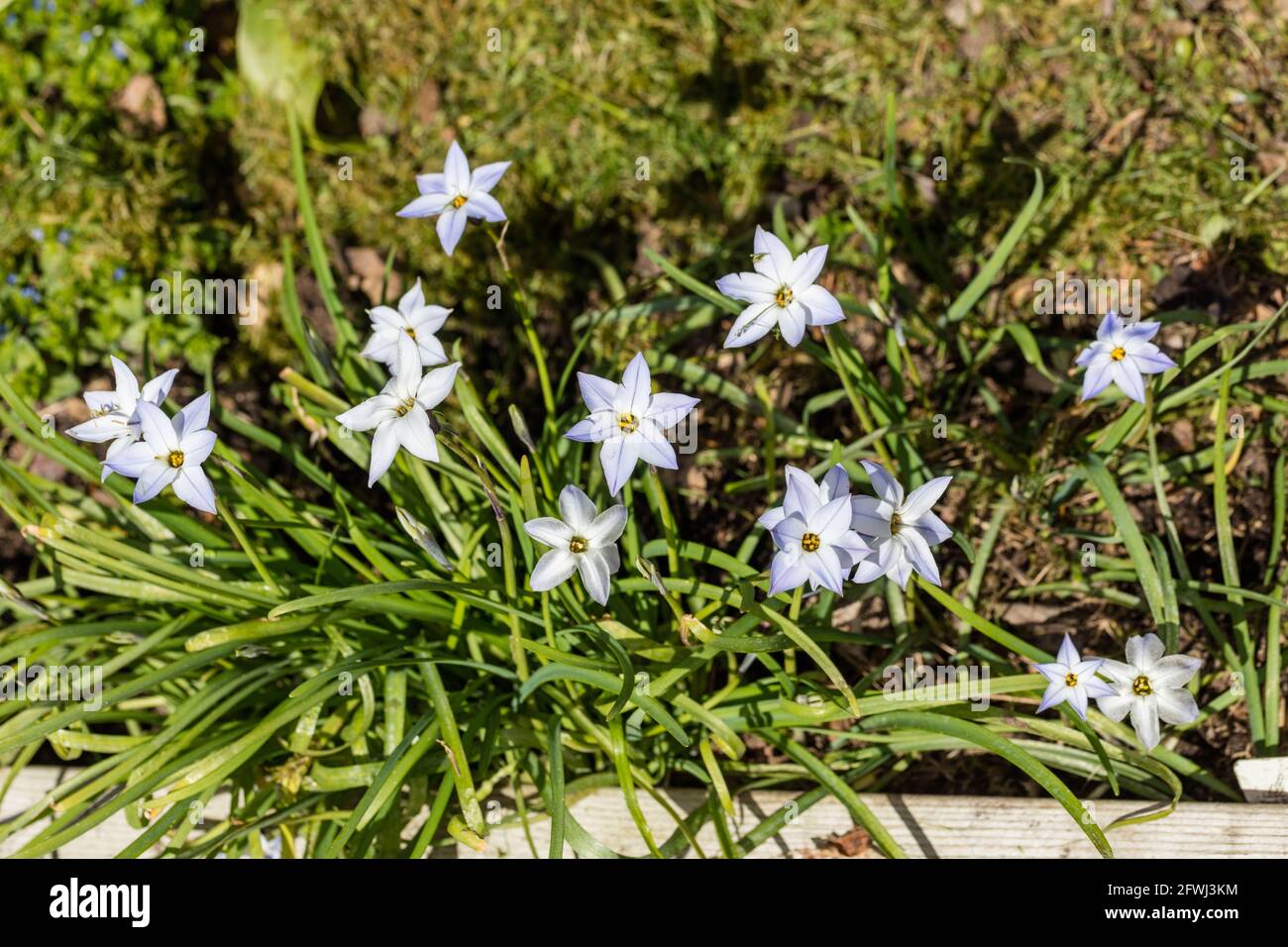 Spring Starflower, Vårlilja (Tristagma uniflorum) Stock Photo