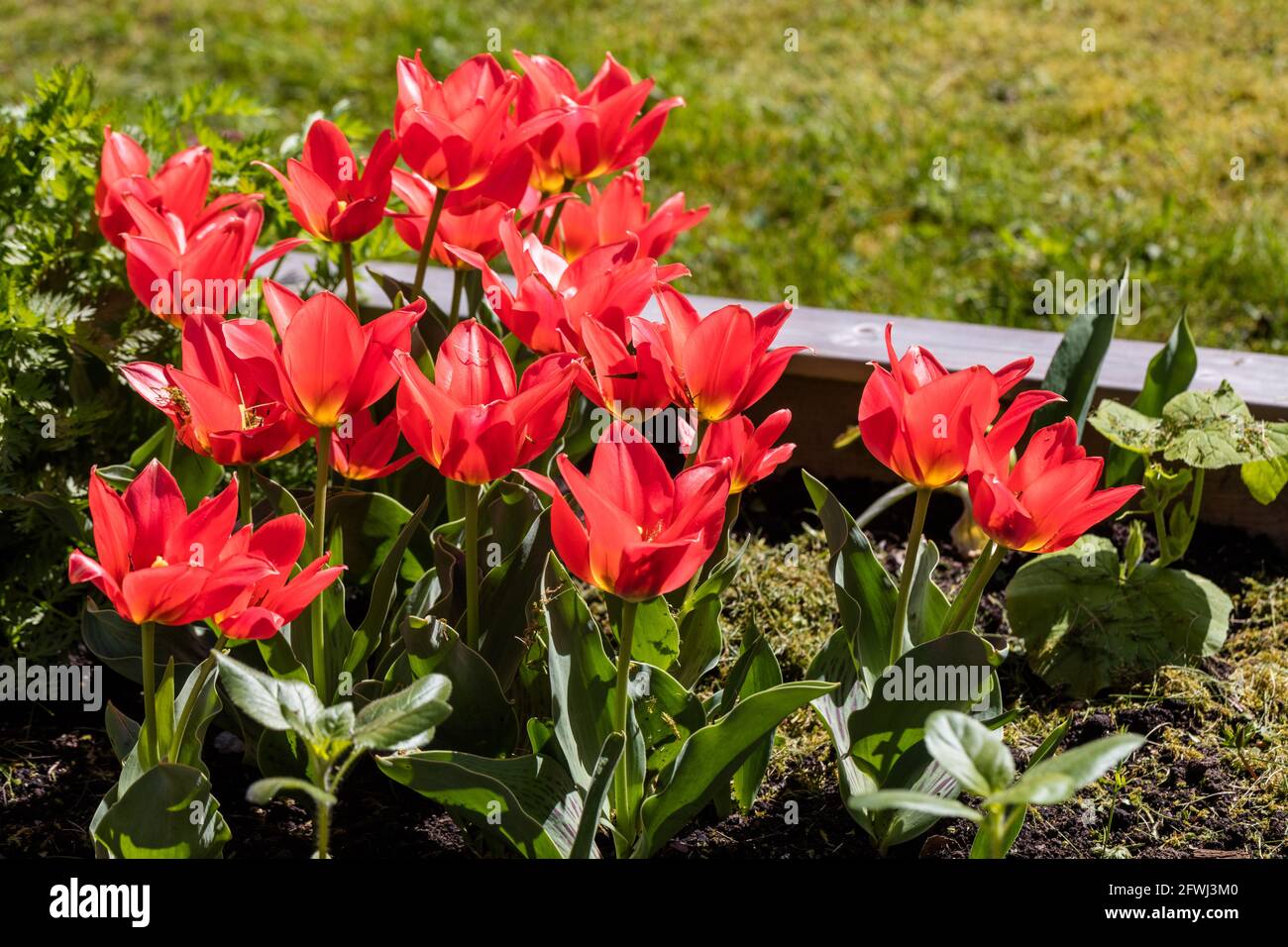 'Toronto' Greigii Tulip, Strimtulpan (Tulipa greigii) Stock Photo