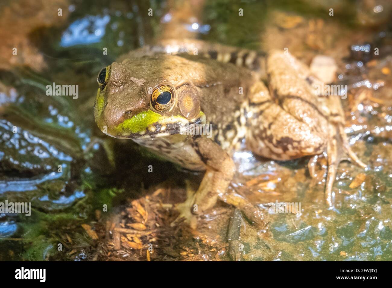 A Green Frog (Rana clamitans) sits in the water in a bog. Raleigh, North Carolina. Stock Photo