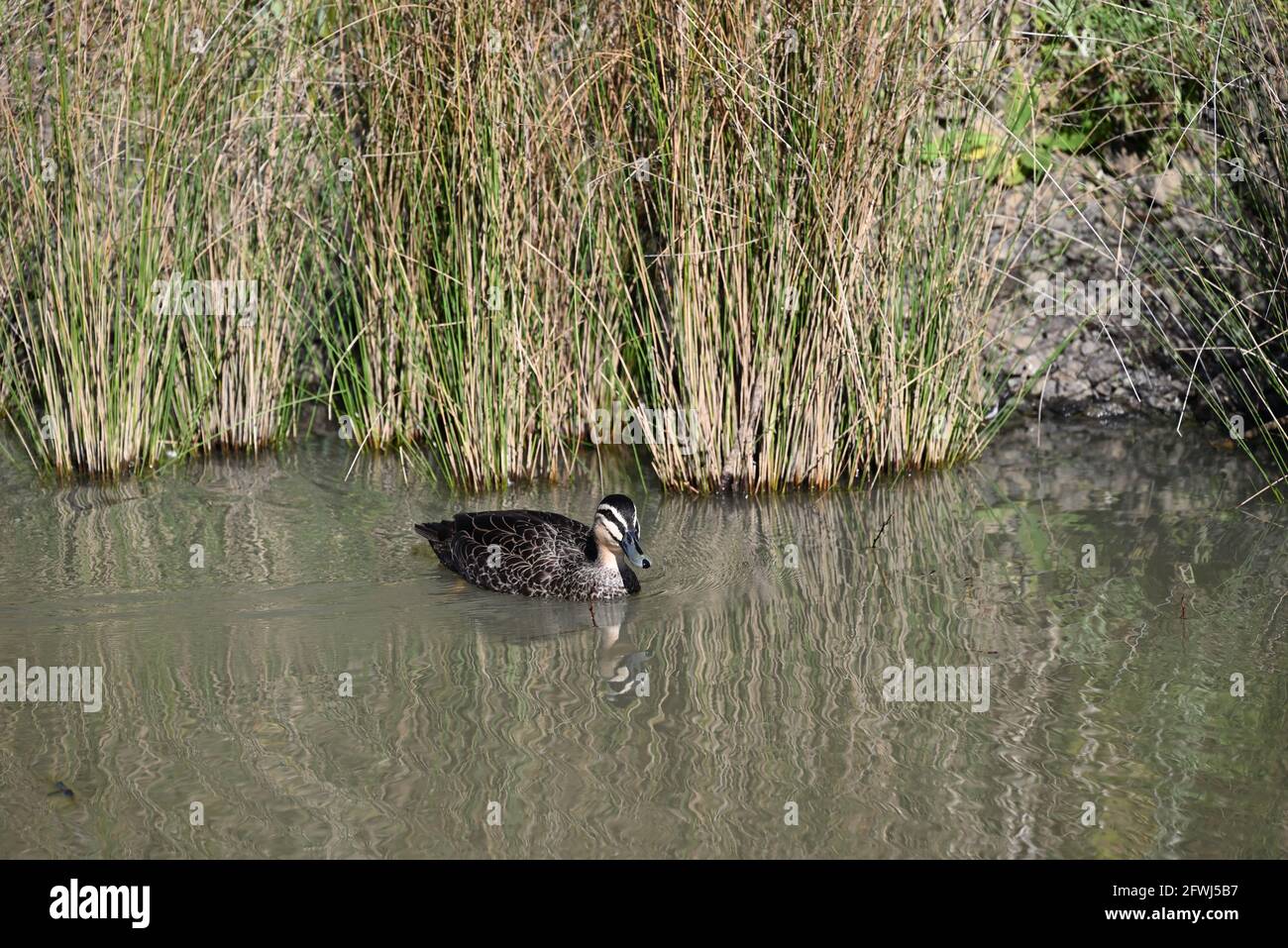 A pacific black duck swimming on mirror-like water, with reeds in the background Stock Photo