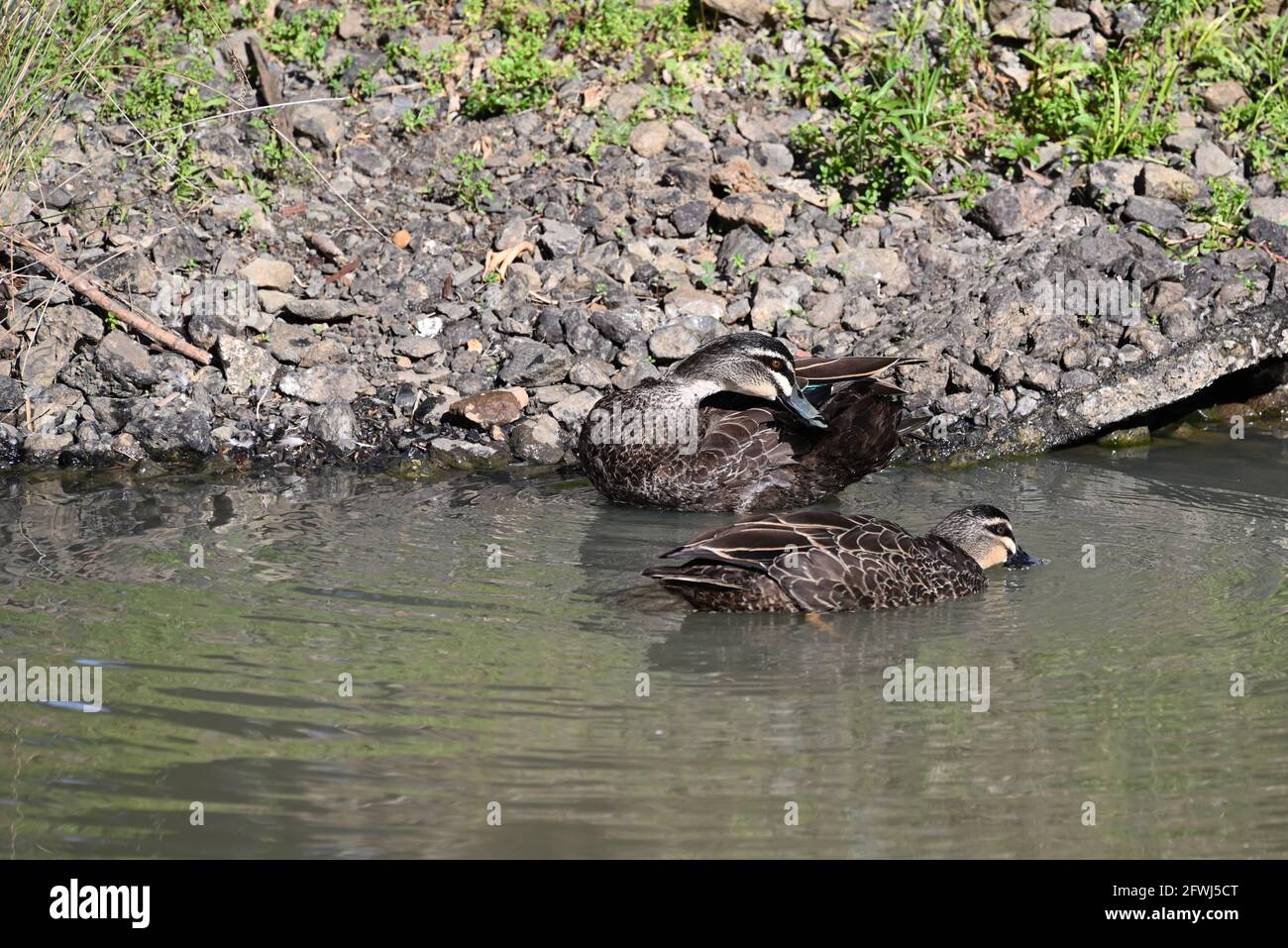 A pacific black duck preening itself by the stony shore, while another dips its beak into the water in the foreground Stock Photo