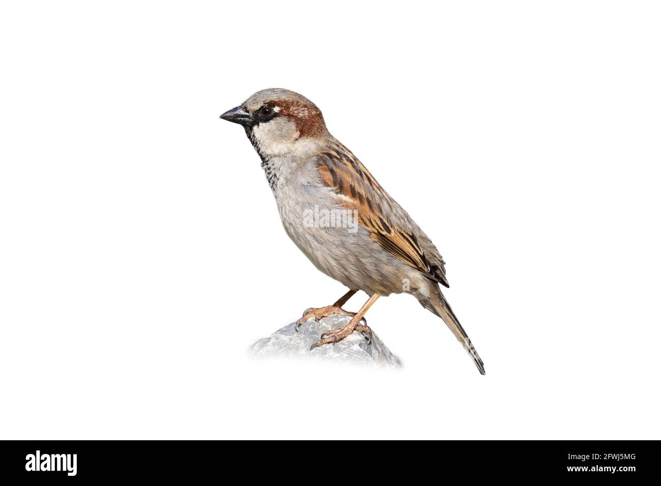 Male House Sparrow Bird, Cut out, on a White Background (Passer domesticus) Stock Photo