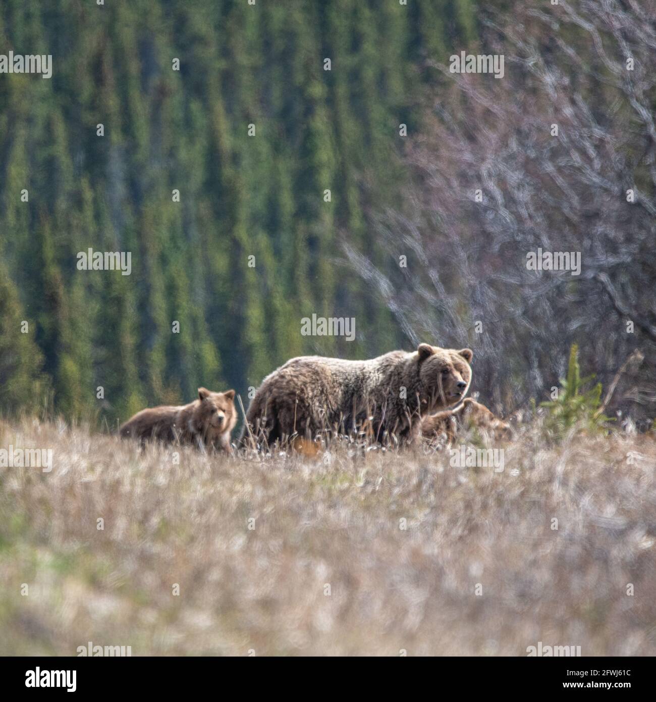 Mother and cub grizzly bear seen in the wild during spring time with ...