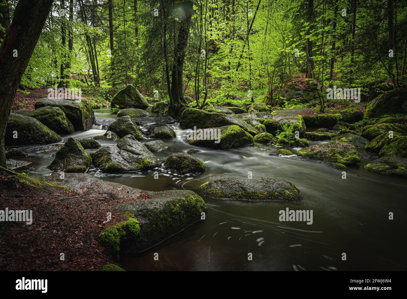 Naturschutzgebiet Höllbachtal im vorderen Bayerischen Wald Stock Photo