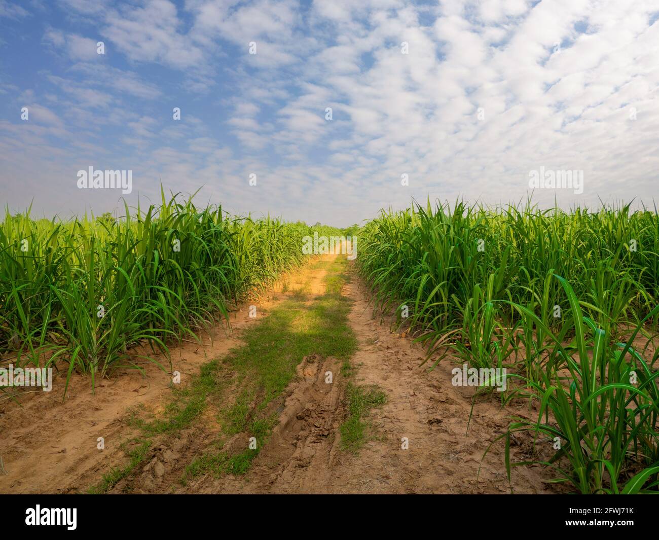sugar cane field in cloudy day and clearance sky Stock Photo Alamy