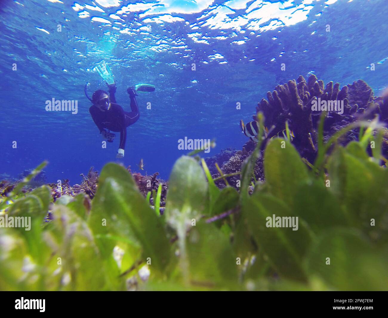 Snorkeller underwater with seagrass, healthy corals and fish, North Bay sanctuary zone, Lord Howe Island, NSW, Australia. No MR or PR Stock Photo