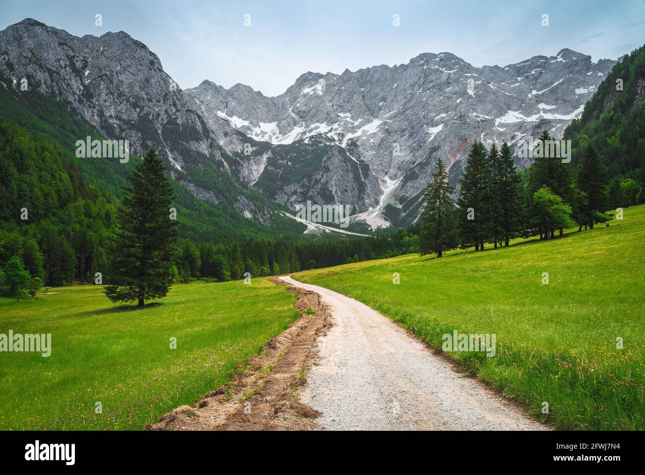 Amazing colorful summer flowery fields with pine forest and high snowy mountains in background, Jezersko valley, Kamnik Savinja Alps, Slovenia, Europe Stock Photo
