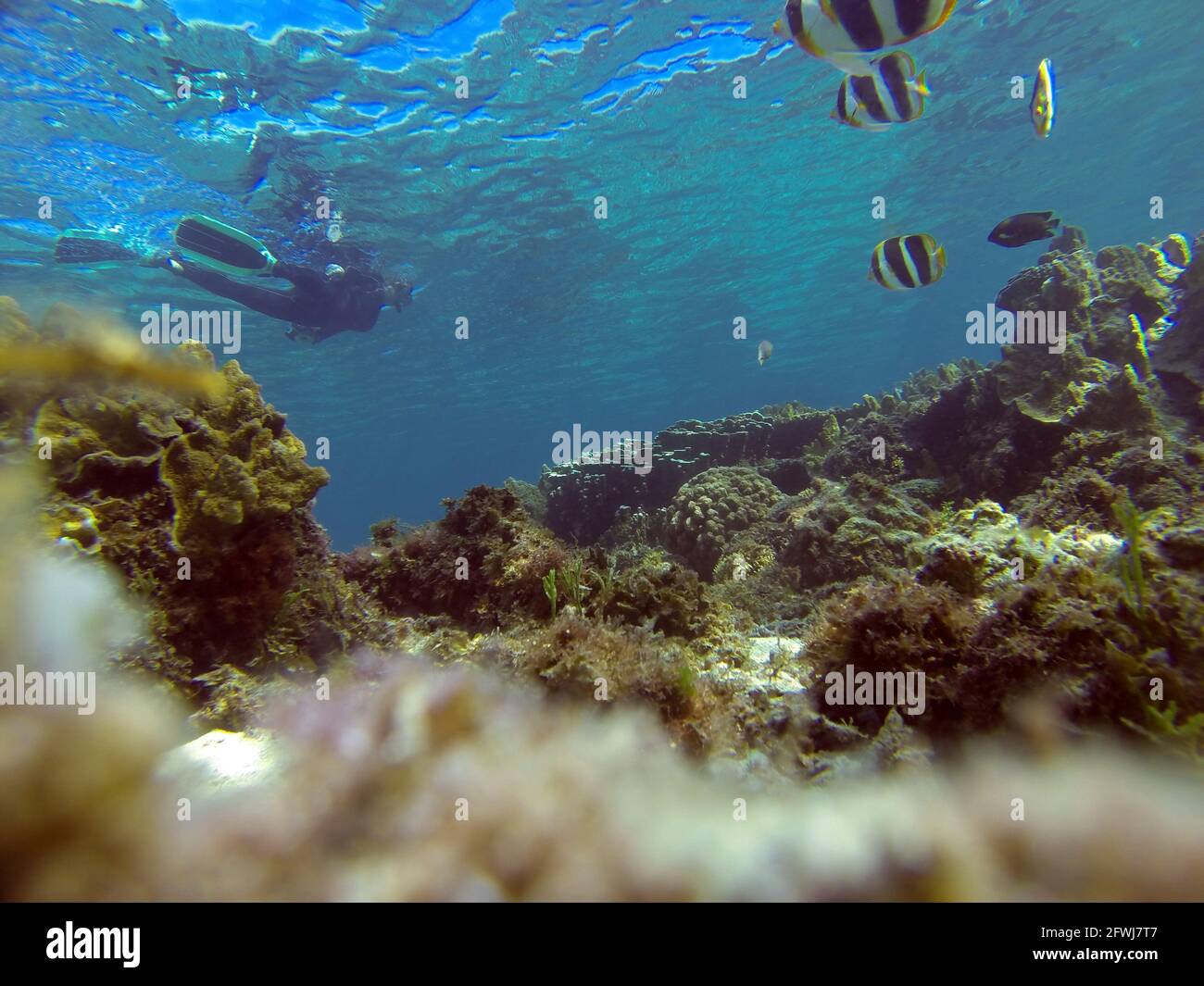 Butterflyfish watching snorkeller, North Bay sanctuary zone, Lord Howe Island, NSW, Australia. No MR or PR Stock Photo