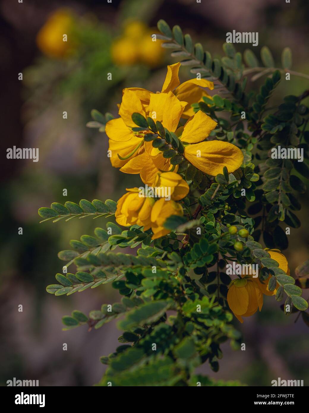 Yellow Cassia siamea or Senna siamea flowers in a tree with green leaves and blurry background Stock Photo