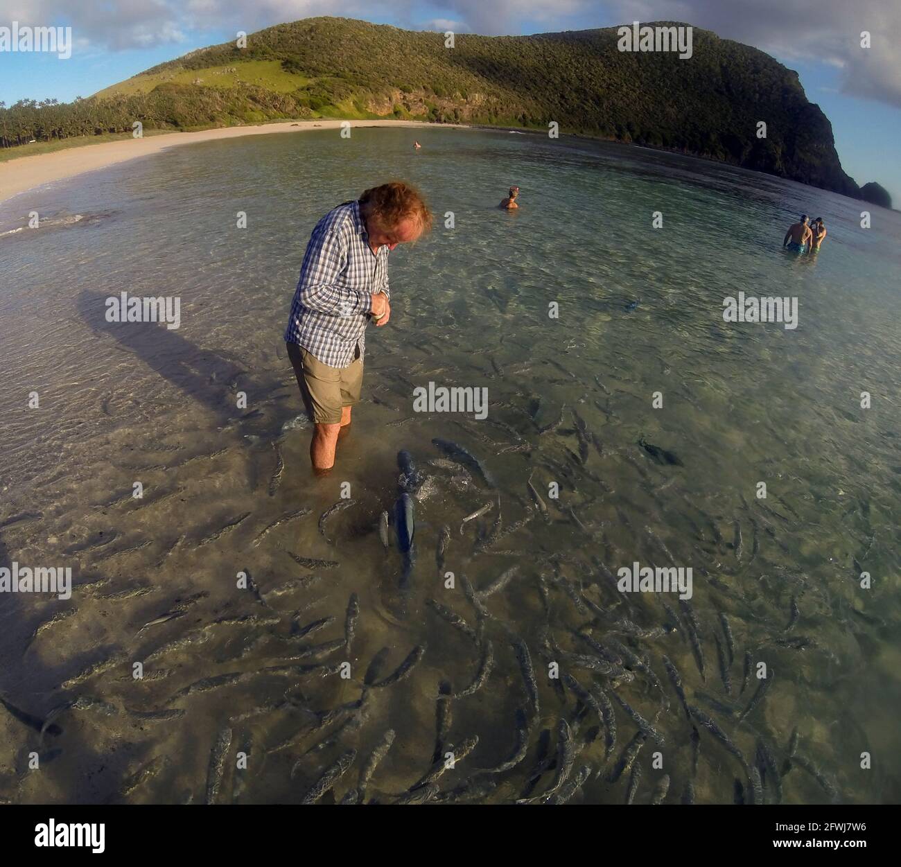 Fish feeding at Ned's Beach, Lord Howe Island, NSW, Australia. No MR or