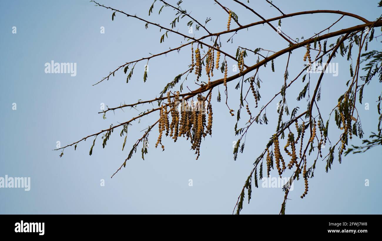 Sunlight falls on the hanging green pods or bean. Long pods or beans of Acacia or Babool tree leaves with blue sky background. Stock Photo