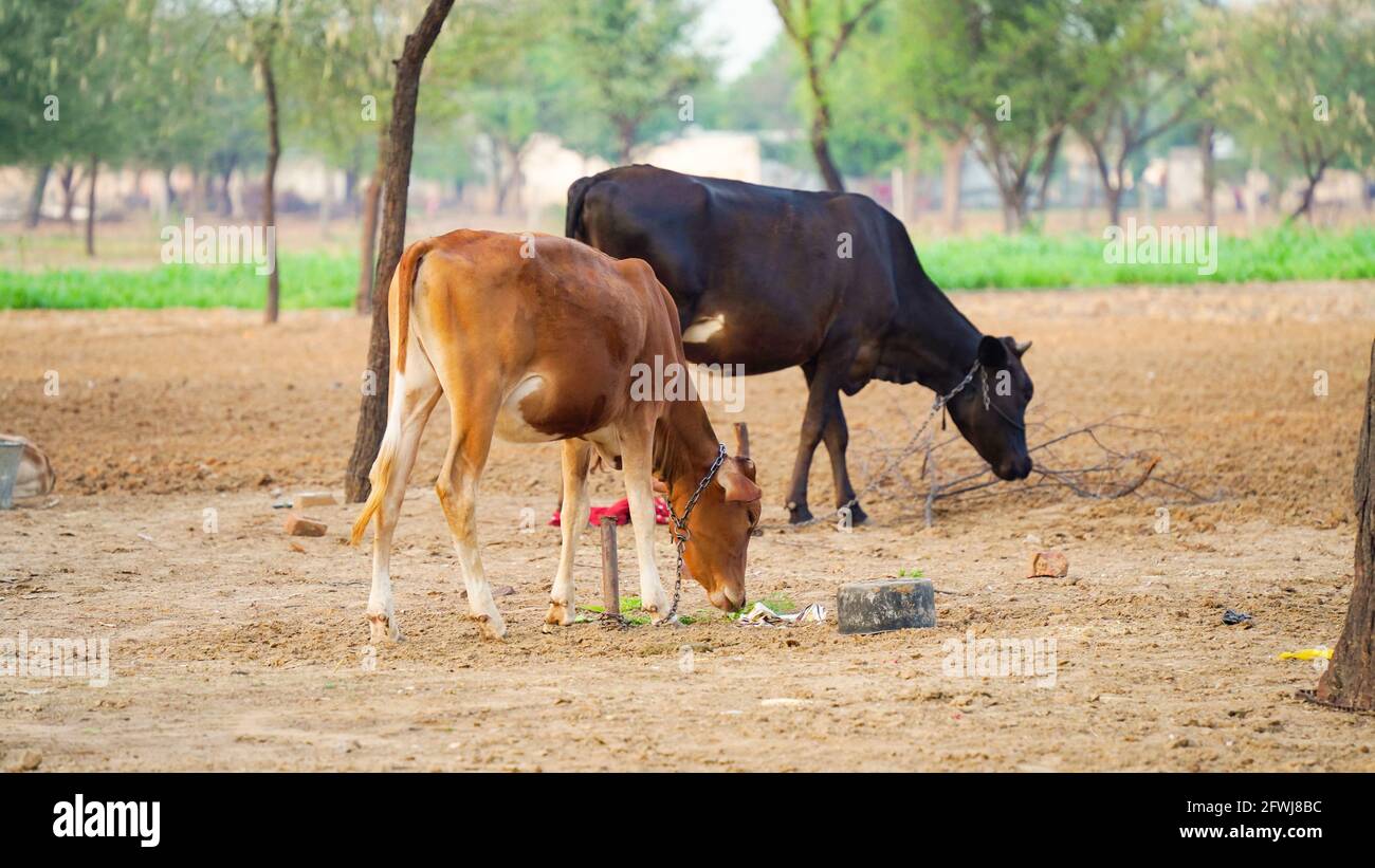 Indian cow eating grass in hires stock photography and images Alamy