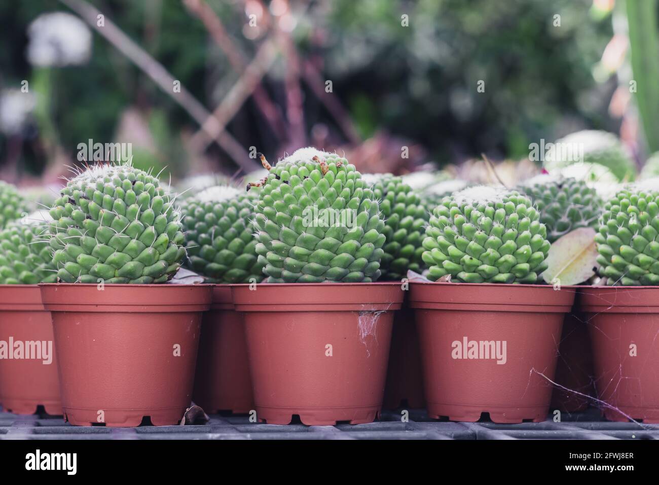 Mammillaria hidalgensis hi-res stock photography and images - Alamy