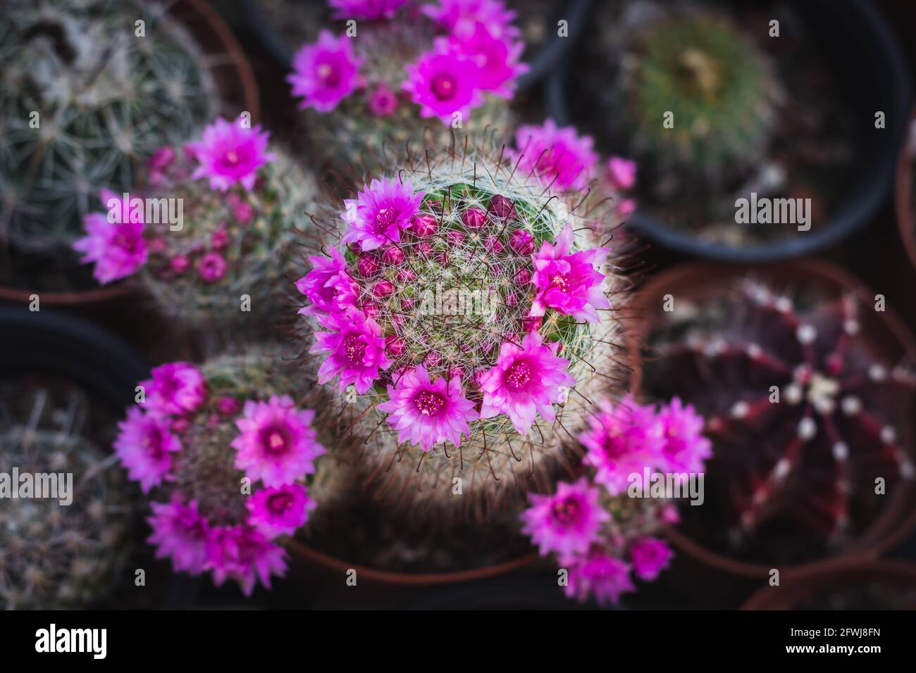 Mammillaria cactus, a special type with pink flowers, blurred background Stock Photo
