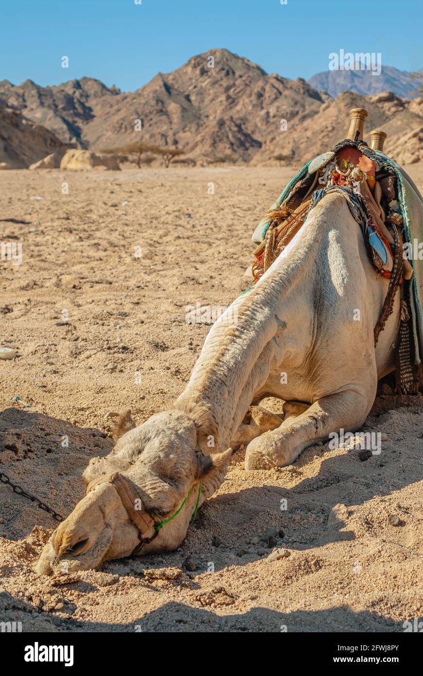 Camel resting in a Mountain Landscape in the Sinai Desert, Egypt Stock Photo