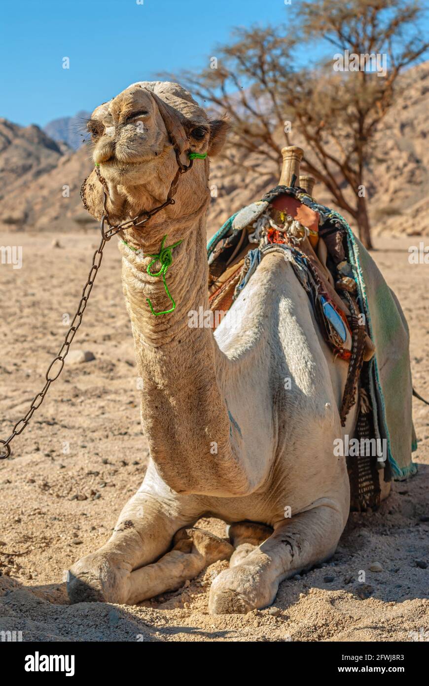 Camel resting in a Mountain Landscape in the Sinai Desert, Egypt Stock Photo