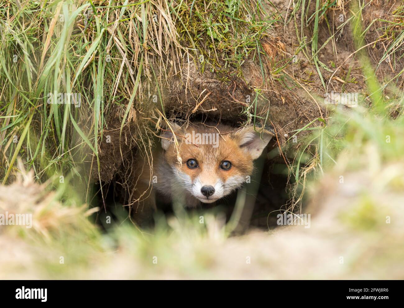 How To Build A Fox Hole