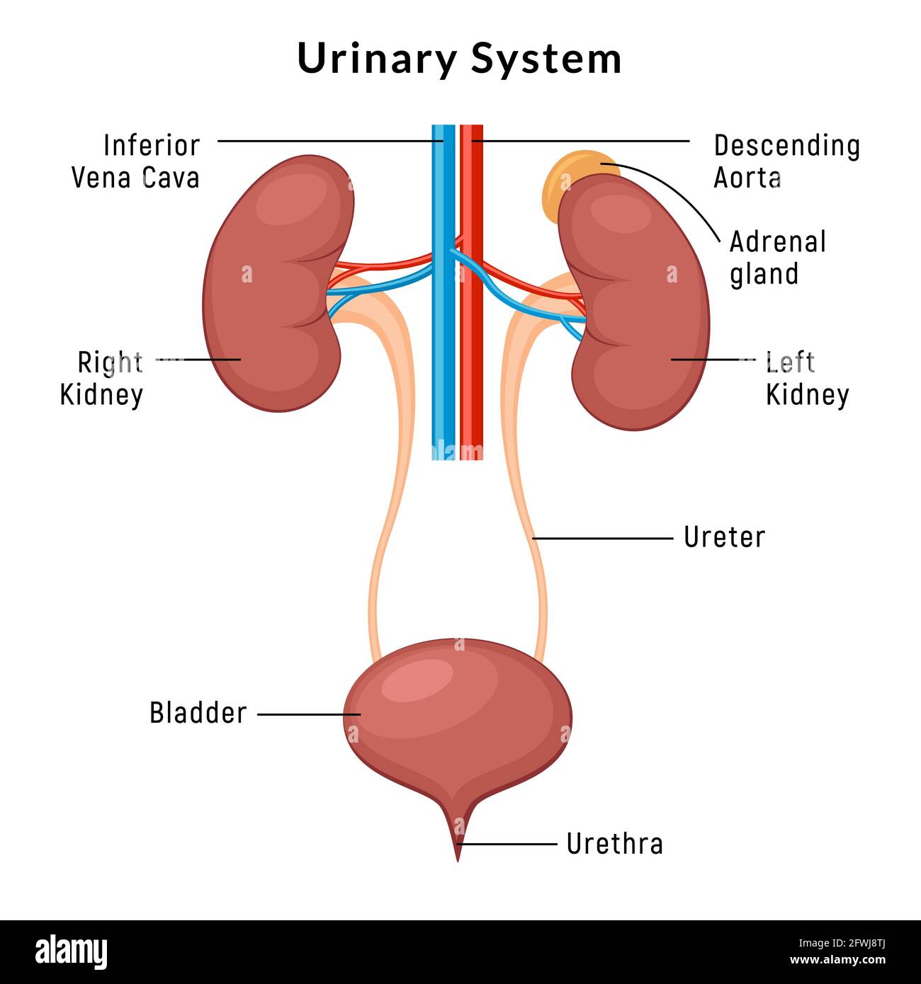 Urinary system anatomy. Incontinence biology infection uti, ureter kidney  bladder vector diagram Stock Vector Image & Art - Alamy
