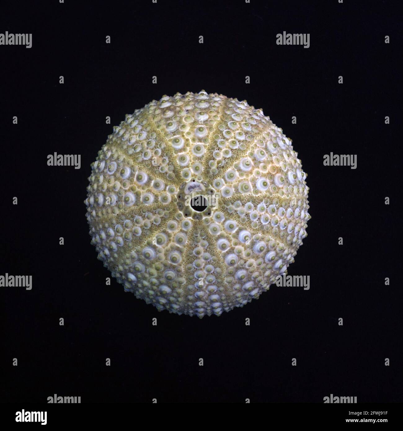 Sea urchin skeleton on black background, natural colour, Lord Howe Island, NSW, Australia Stock Photo