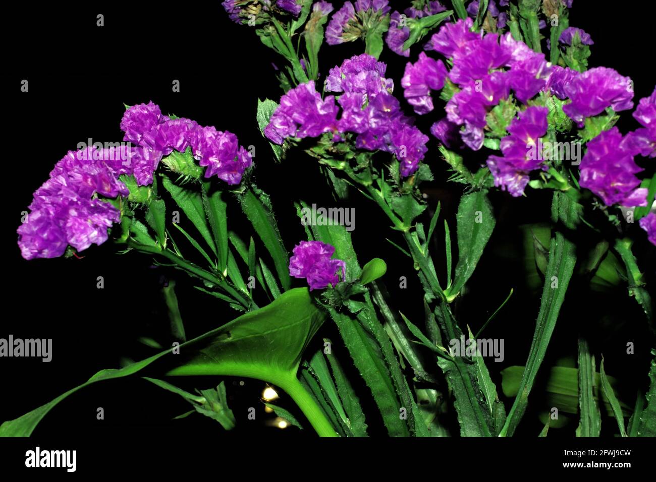 Statice Flower Poisonous
