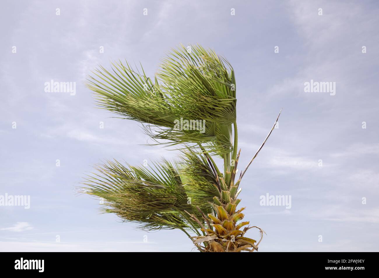 Wind blown tree hi-res stock photography and images - Alamy