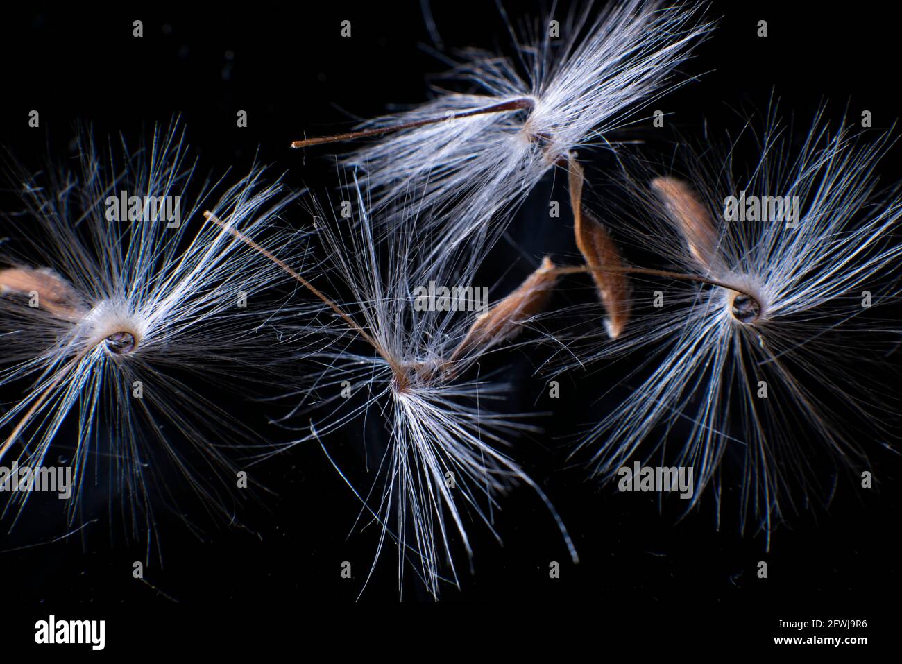 Brightly lit Pelargonium seeds, with fluffy hairs and a spiral body, are reflected in black perspex. Geranium seeds that look like ballerina ballet dancers. Motes of dust shine in the background like a constellation of stars. High quality photo Stock Photo