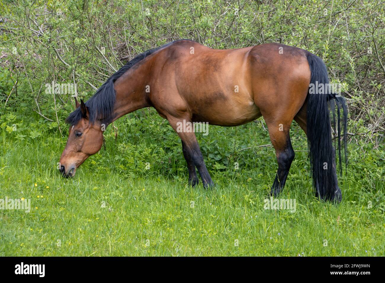 Thoroughbred horse grazes on a green field. Stock Photo