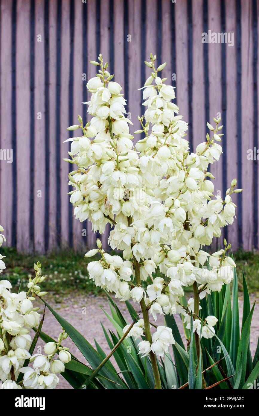 Yucca filamentosa - plant native to the southeastern United States. Common names: Adam's needle,  bayonet, bear-grass, needle-palm, silk-grass, and sp Stock Photo