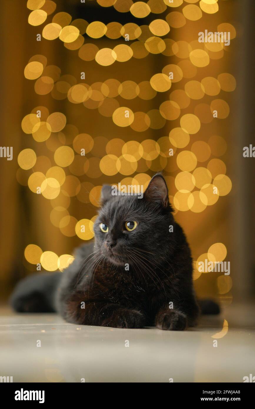 Black Bombay Pet Cat Feral Yellow Bokeh Background Lights Stock Photo