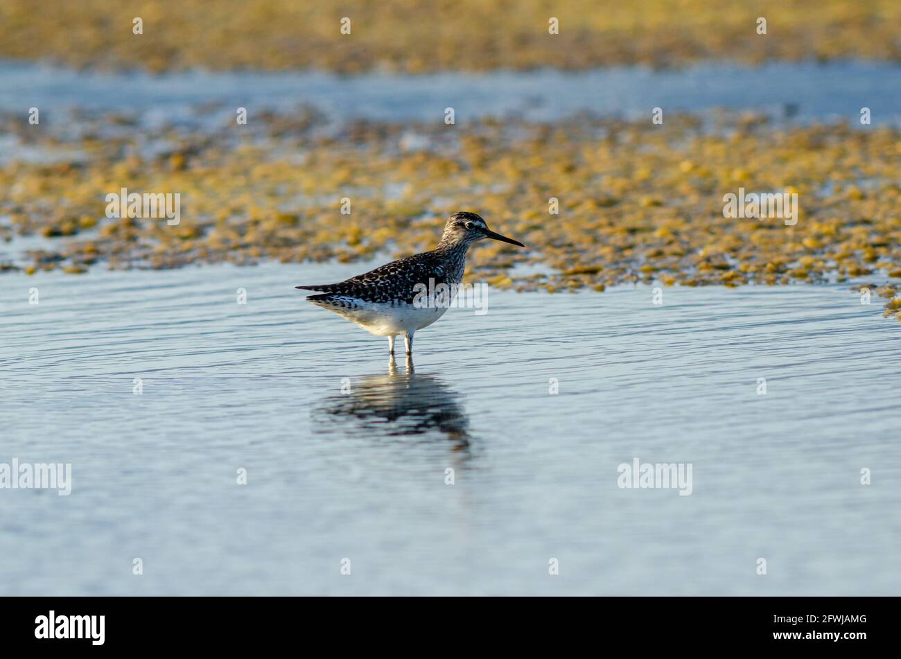 Western Sandpiper Calidris mauri search food on wetland Stock Photo