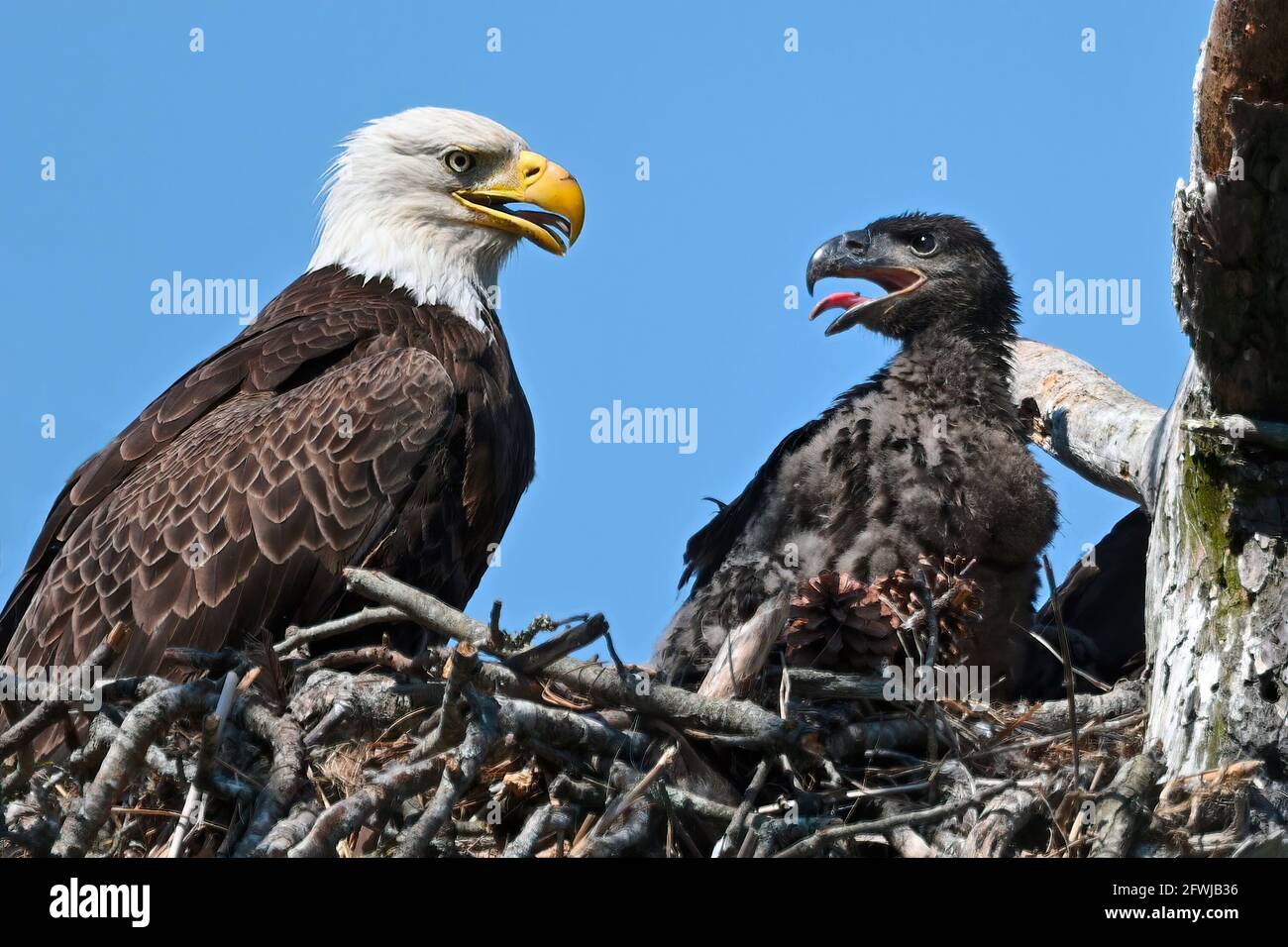 Bald Eagle in Nest with Eaglet Stock Photo