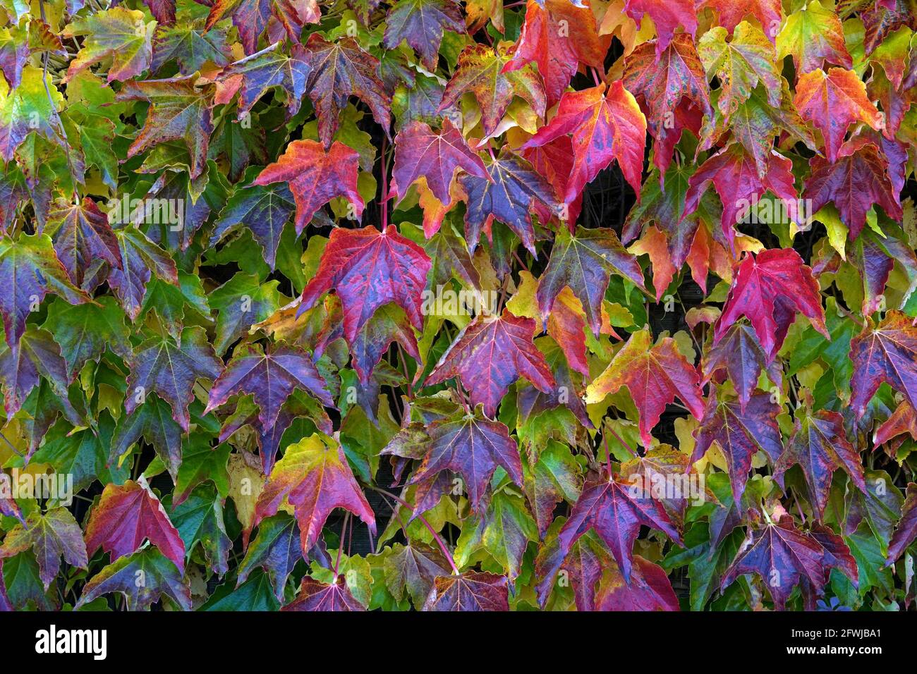 Boston ivy, in Latin called Parthenocissus tricuspidata, with colorful foliage in autumn. Stock Photo