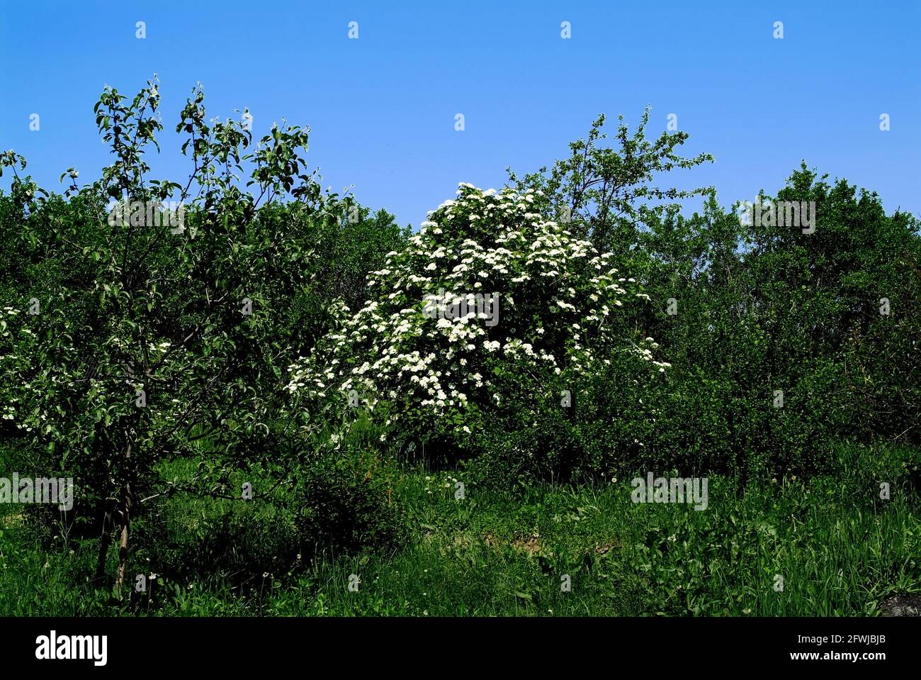 viburnum blooms in the garden, in the spring Stock Photo