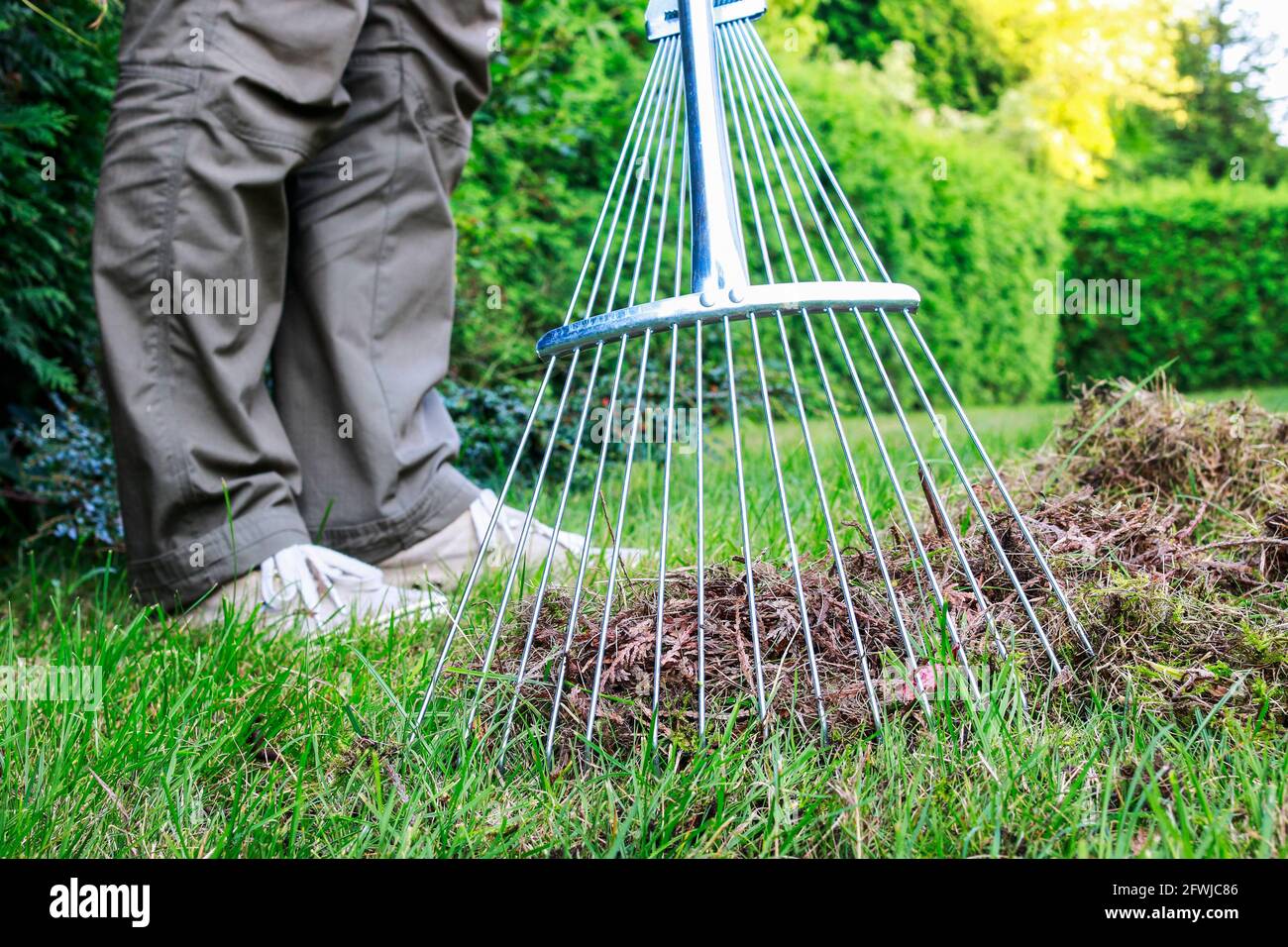 Lawn raking. Work in the garden. Garden hobby Stock Photo Alamy