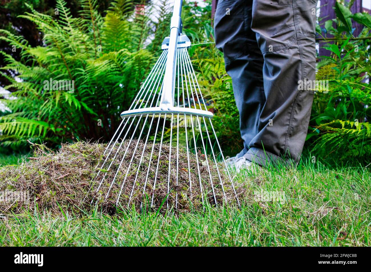 Lawn raking. Work in the garden. Garden hobby Stock Photo Alamy