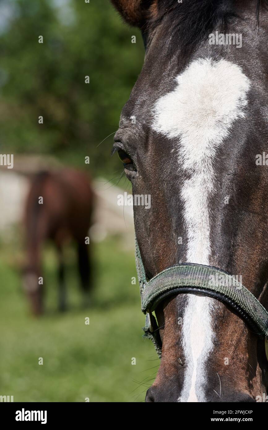 Close-up of a brown horse head with blurred background of another horse grazing on grass field. Stock Photo